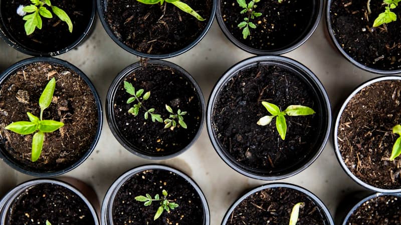 Seed Production Technician quality checks grading and agricultural technology